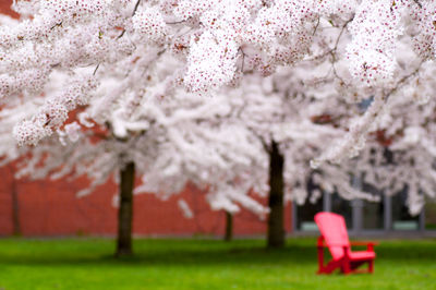 Close-up of pink cherry blossom