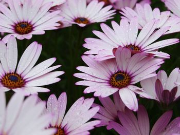 Close-up of honey bee on purple flowers