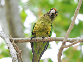 Close-up of bird perching on branch