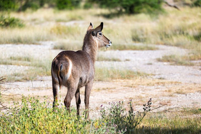 Deer standing in a field