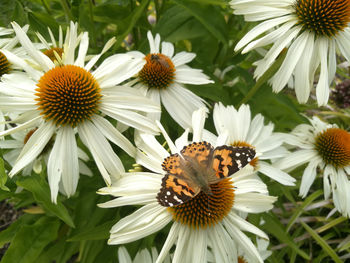 Close-up of butterfly pollinating on flower