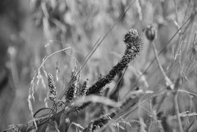 Close-up of flowering plant on field