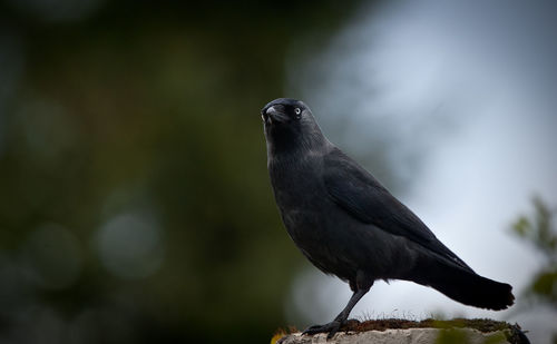 Close-up of raven