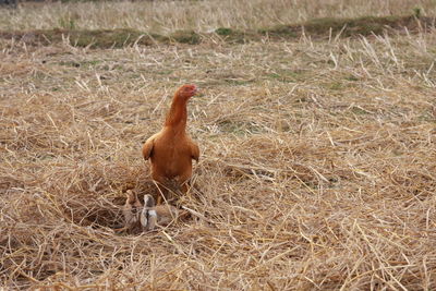 View of a chicken on field