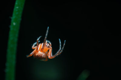 Close-up of spider