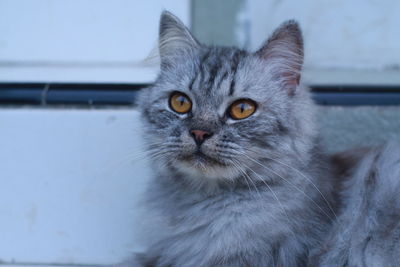 Close-up portrait of cat