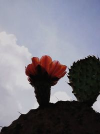 Close-up of red cactus plant against sky