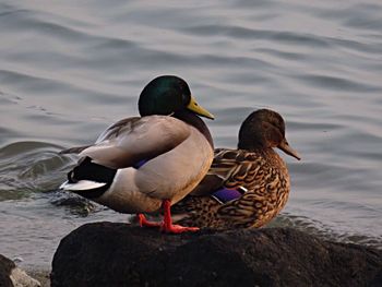 Close-up of mallard ducks on rock against lake