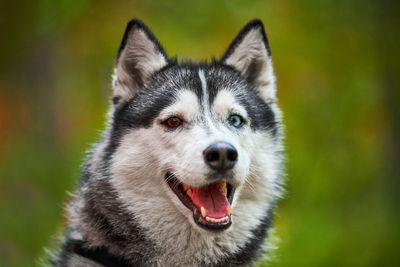 Purebred siberian husky dog with open mouth sticking out tongue. friendly siberian husky portrait