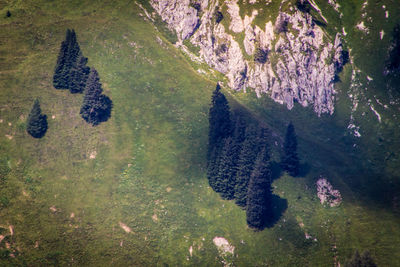 Aerial view of trees and rock formation on mountain