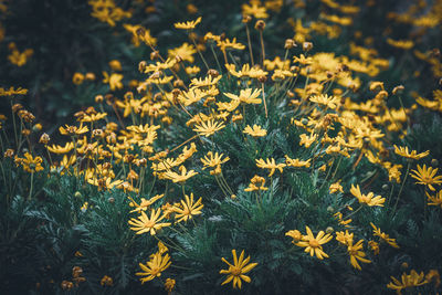 High angle view of yellow flowering plants on field