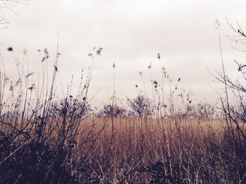 Plants growing on field