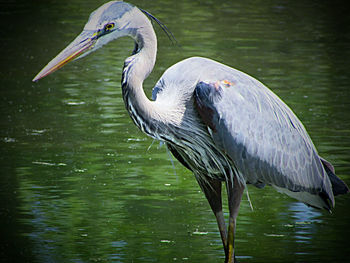 Bird in water