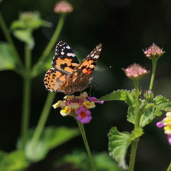 Butterfly pollinating on pink flower