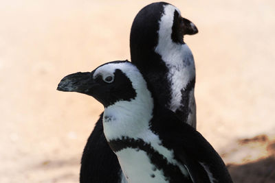 Close-up of penguins