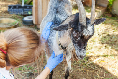 Rear view of woman with goat