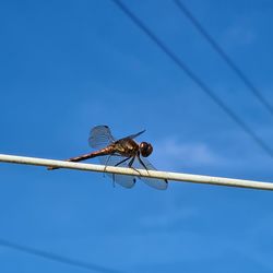 Low angle view of dragonfly on twig