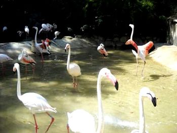 Birds in water