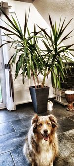 Portrait of dog sitting on wall