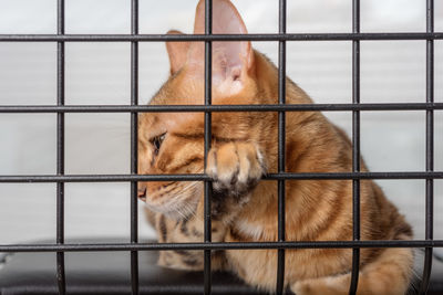 The muzzle of a sad red cat is visible through the bars of a pet shelter.