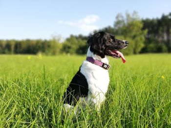 Dog looking away on field