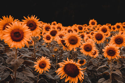 Close-up of sunflowers against black background