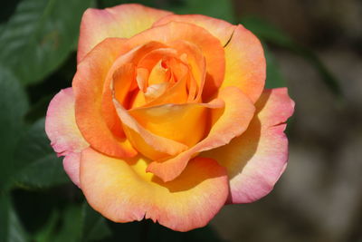 Close-up of rose