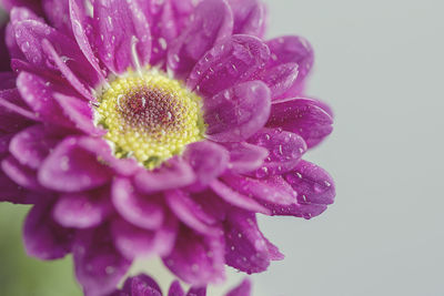 Close-up of pink flowers blooming in pond