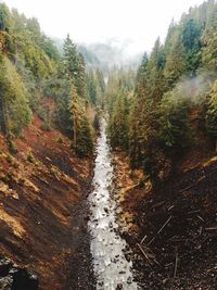 Stream flowing through forest