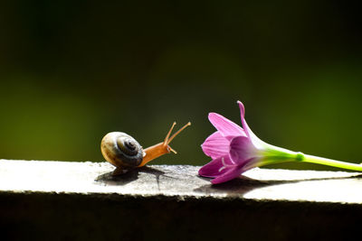 Close-up of snail on pink flower