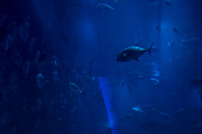 Fishes swimming in sea