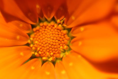 Full frame shot of yellow flower