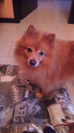 High angle view of dog at home