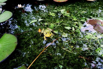 Plants growing in pond