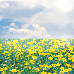 Scenic view of oilseed rape field against sky