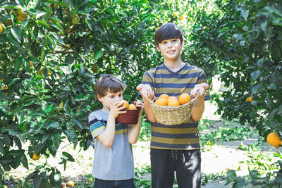 Boys with wicker baskets in their hands pick oranges from a tree.