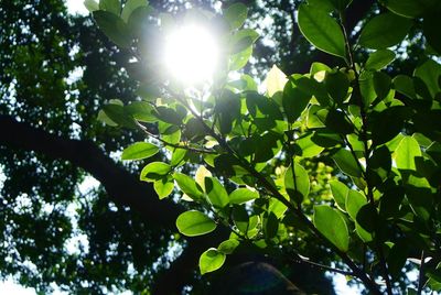 Low angle view of trees