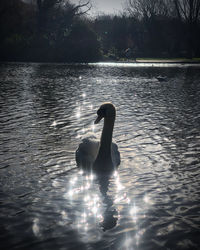 View of swan swimming in lake