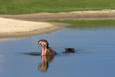 Hippopotamus swimming in lake