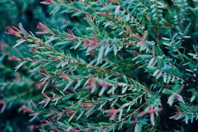 High angle view of pine tree