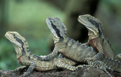 Close-up of lizards on rock