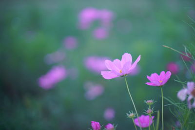 Close-up of pink flowering plants on field