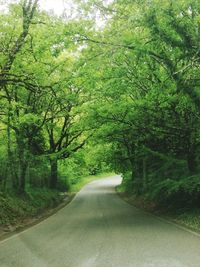 Empty road amidst trees in forest