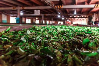 Close-up of illuminated plants