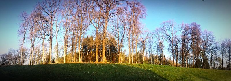 Bare trees in forest against sky