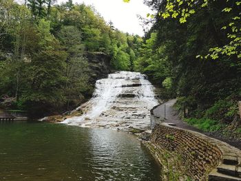 Scenic view of waterfall in forest