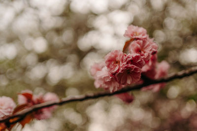 Close-up of pink cherry blossom