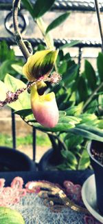 Close-up of fruits on flower pot