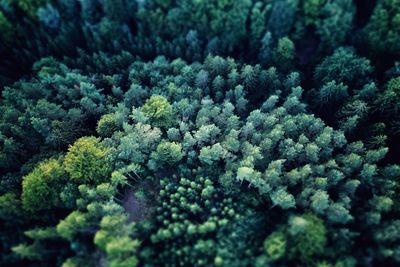 High angle view of plants growing in forest