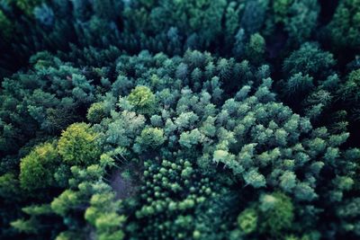 High angle view of plants growing in forest